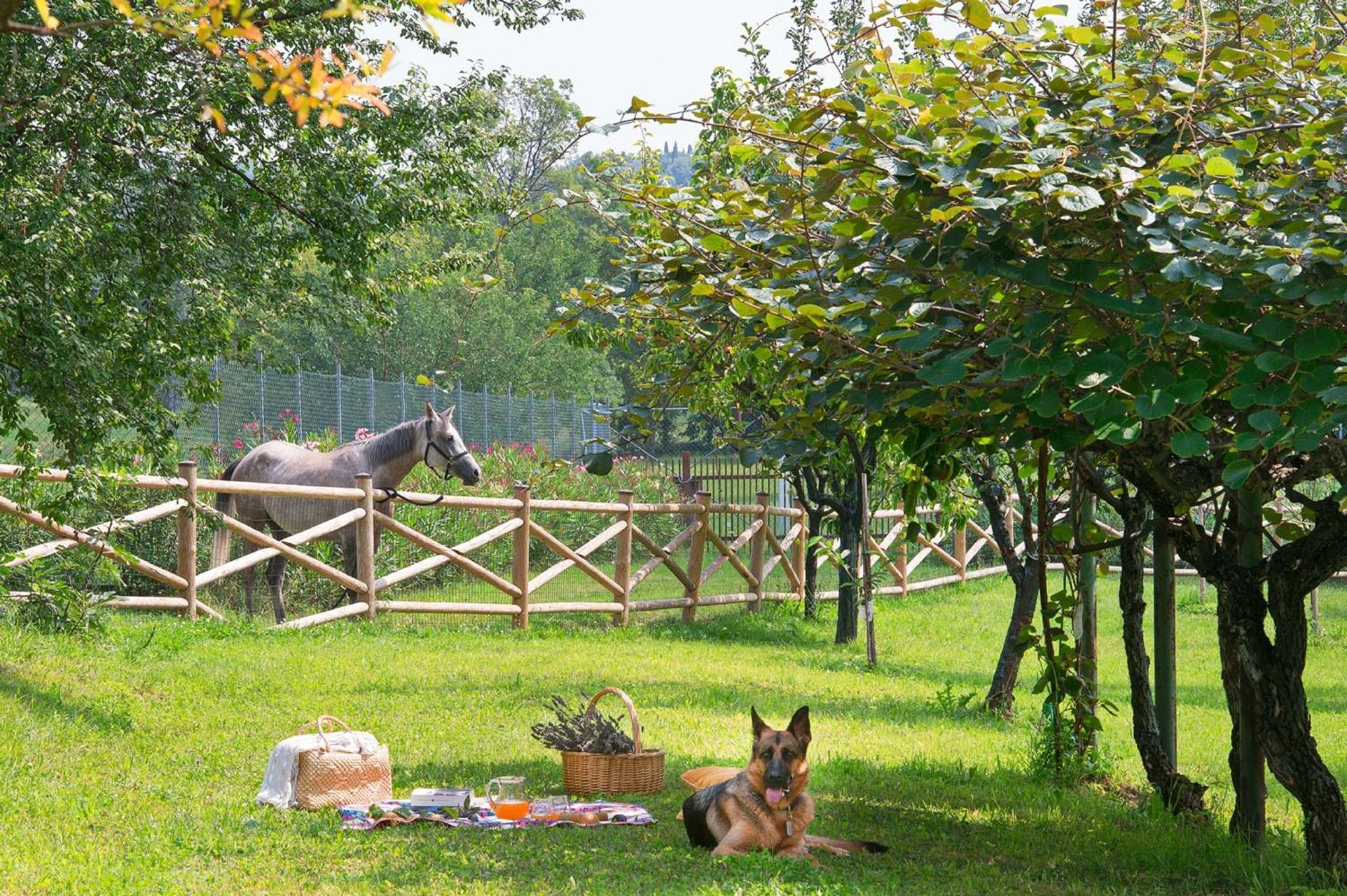 Olea Dei Holiday Apartments San Felice del Benaco Zewnętrze zdjęcie